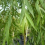 Gluosnis (Salix sepulcralis) 'Chrysocoma'